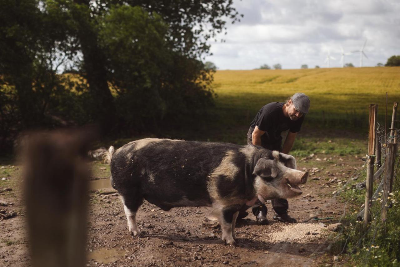 Farm stay Dambaekgaard Sustainable Farm Harlev (Stevns)