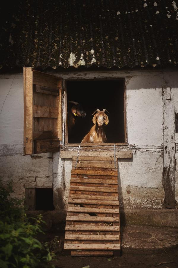 Dambaekgaard Sustainable Farm *